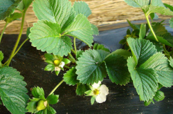 种植草莓三大因素影响产量