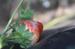 甜宝草莓白粉病的识别以及防治方法