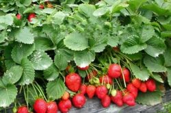 草莓种植工艺流程