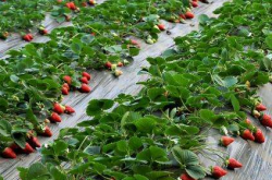 种植期间草莓施肥后要浇水吗？
