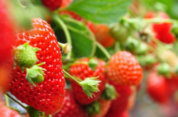 四季草莓苗盆栽怎么种植呢？