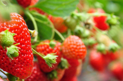 草莓的走茎苗能用几代
