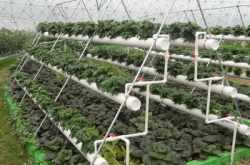 大棚草莓追肥技术决定草莓产量