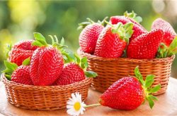 草莓苗怎样选择更高产