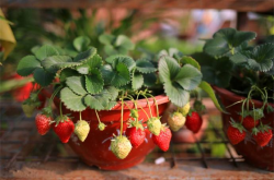 盆栽草莓苗可以几天不浇水吗