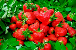 草莓炭疽病是如何产生的？