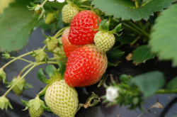 草莓施什么肥长得快以及对环境的要求