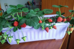 自家种的草莓要施肥吗？