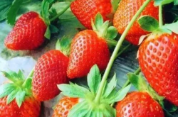 草莓结了果还用施肥吗？