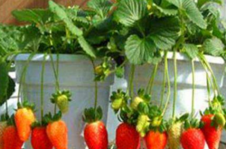 盆栽草莓夏天能施肥么？