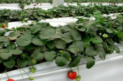 草莓种子发芽后怎么施肥