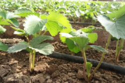 草莓苗移植后多久施肥