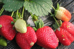 一年的草莓苗不经过低温不结吗