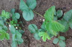 草莓苗的种植时间以及种植方法讲解
