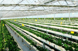 大棚基质草莓种植优点