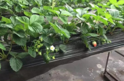 日本草莓种植为什么是高架