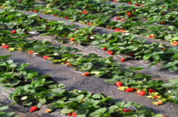 草莓苗施肥管理技术，该怎样施肥呢