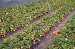大棚种植草莓技术要点