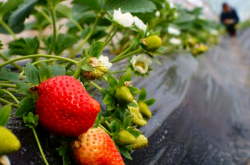大棚草莓阴天能施肥吗