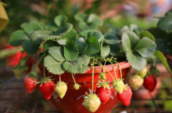 盆栽草莓种植技术及日常管理