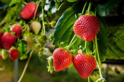 草莓白粉病高锰酸钾能治吗