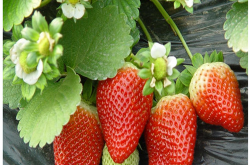 在炎热的夏季草莓苗怎么度夏呢