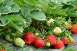 草莓移栽后几天施肥？