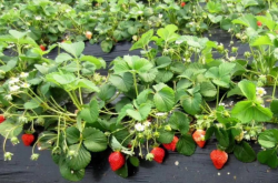 草莓施肥是氮肥吗？