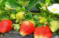 草莓苗发芽后怎么施肥