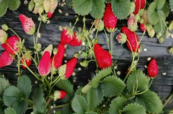 怎么帮草莓施肥，草莓才能高产呢