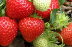 草莓结果后要施肥吗以及对环境的要求
