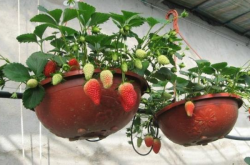 家里种草莓怎么施肥