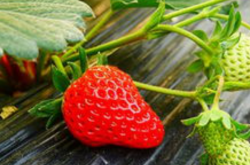 冬天的草莓需要施肥吗？