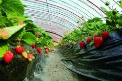 大棚里面的草莓怎么施肥