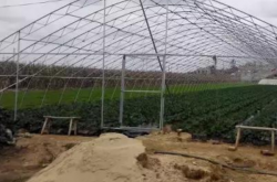 草莓大棚底肥施肥方案