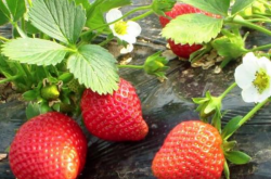 草莓不开花结果时要施肥吗