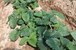 草莓种下半个月后可以施肥吗？