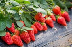 大棚草莓如何施肥