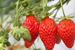 草莓是否需要施肥