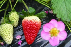 草莓的花期施肥好吗？