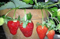 盆栽草莓种多久施肥