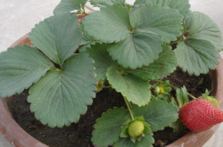 刚发芽的草莓怎么施肥