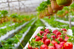 草莓的种植用什么土好