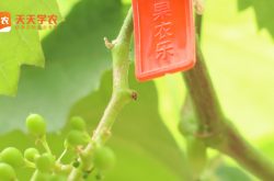 惠济区葡萄种植基地图片