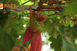 葡萄种植技术规范