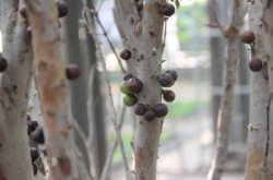 你知道如何种植树葡萄吗？