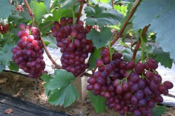 我国西北地区露地葡萄种植技术