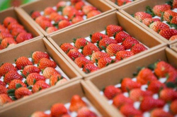 提高大棚草莓品质的五法