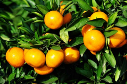 柑橘优质高产栽培技术