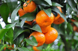 橘子种植的防冻技术